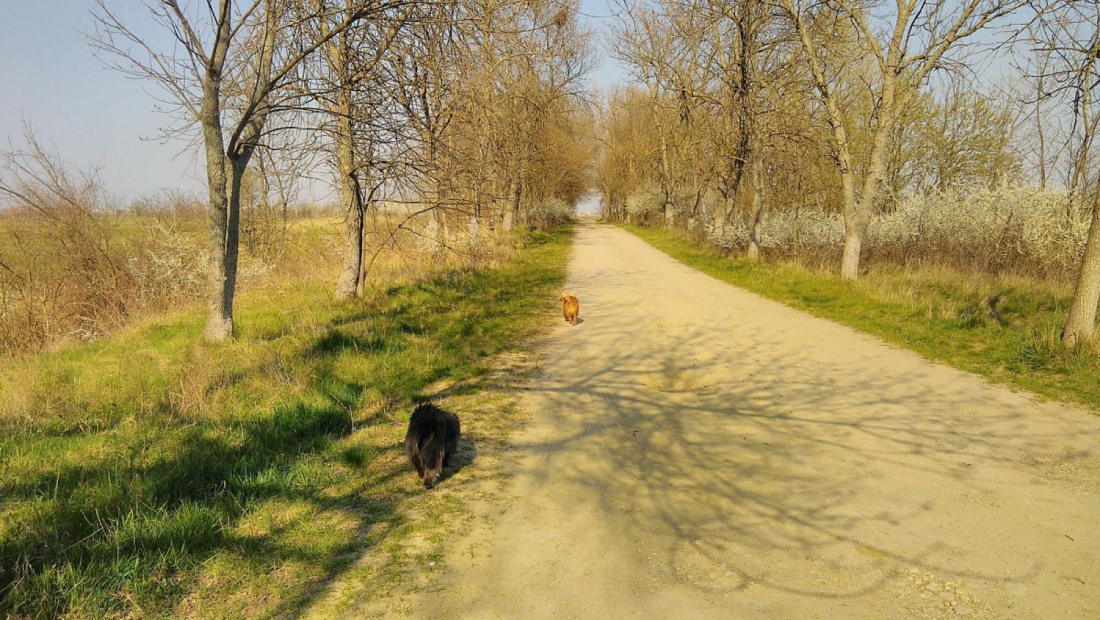 I see this oak every day as I walk my dogs – and now it’s at risk
